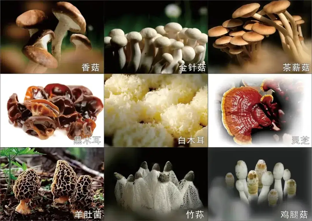 食用菌實(shí)驗(yàn)室建設(shè)